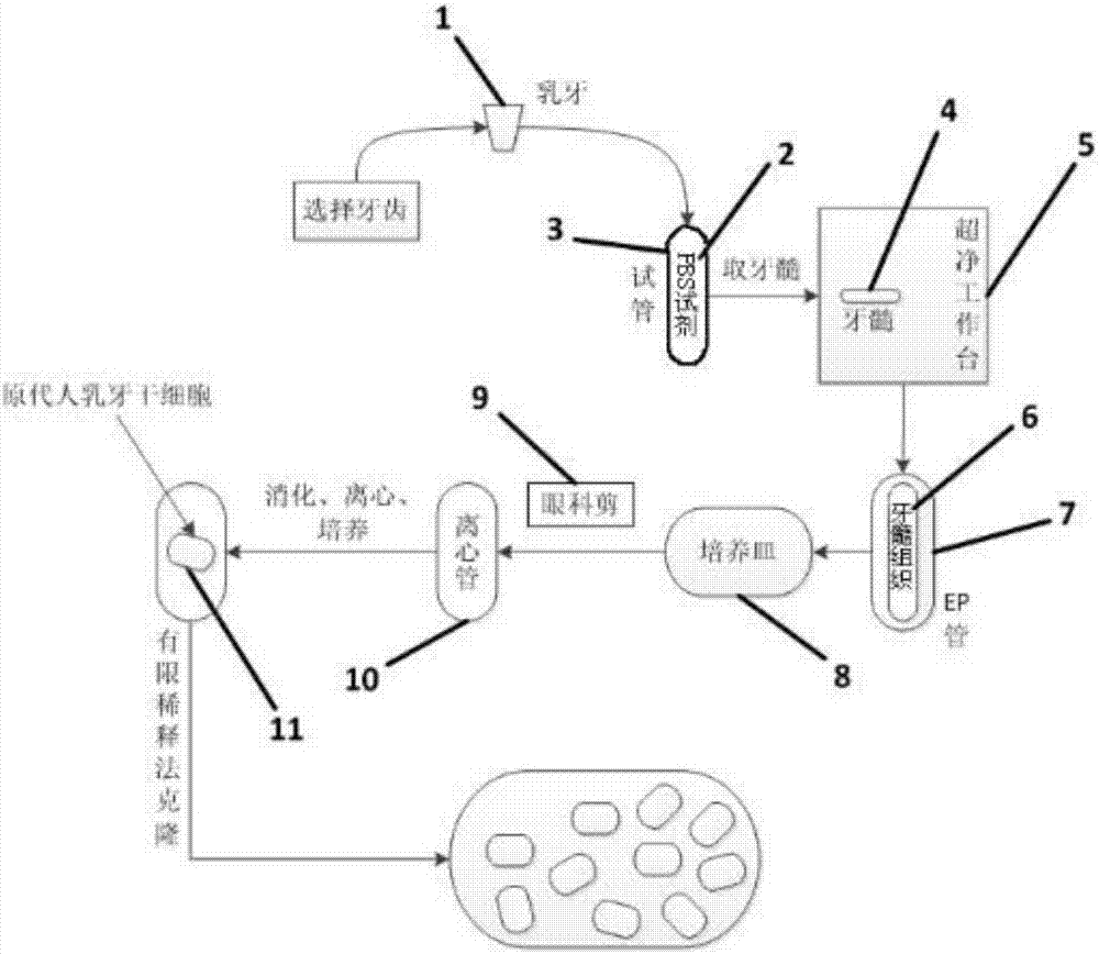 Method for realizing separation and in-vitro proliferation of stem cells from exfoliated deciduous teeth