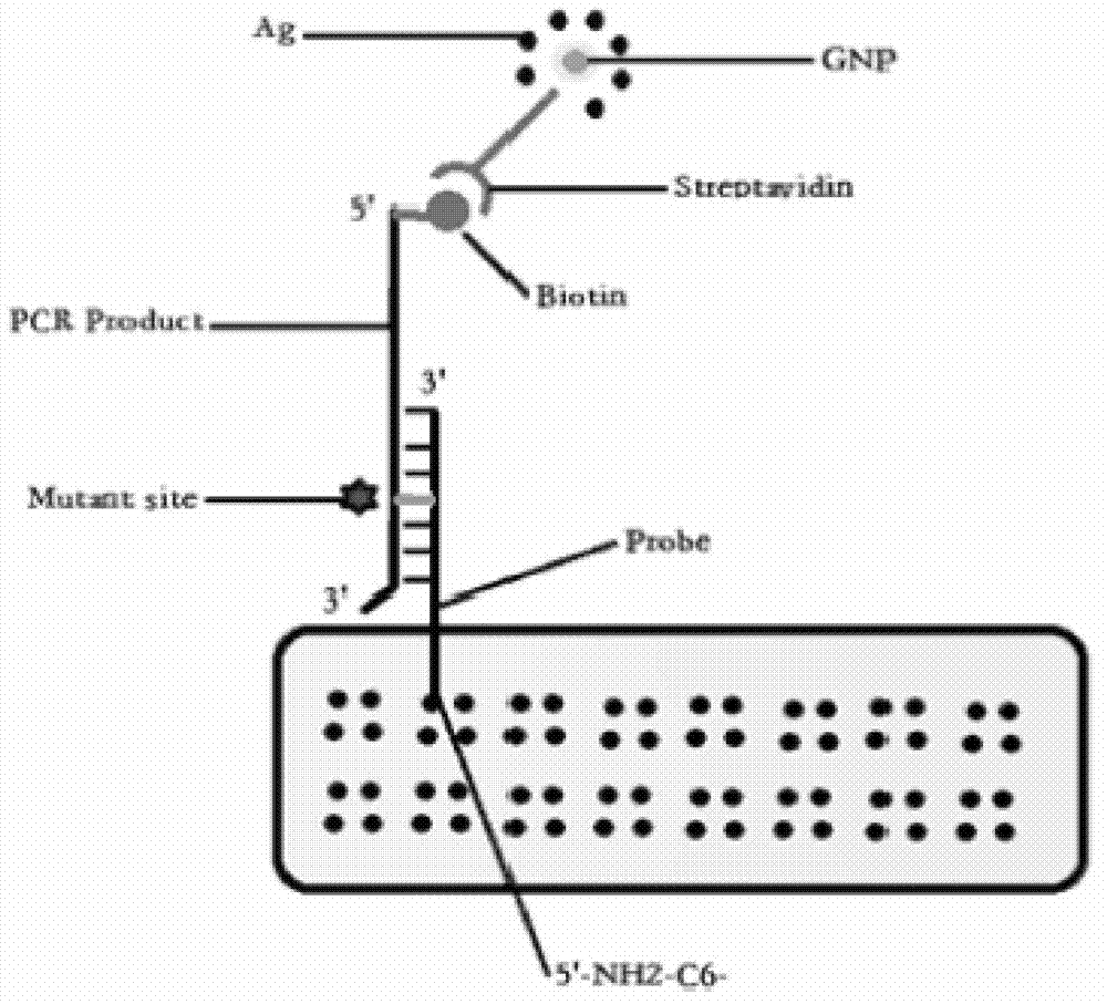 Method and chip for detecting tumor cell EGFR (epidermal growth factor receptor) gene mutation