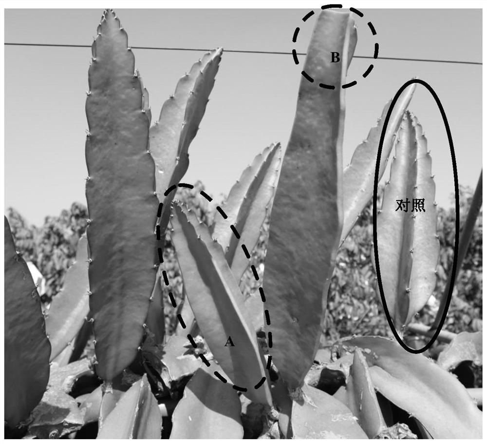 A kind of in-tree cultivation method of dragon fruit fattening stock