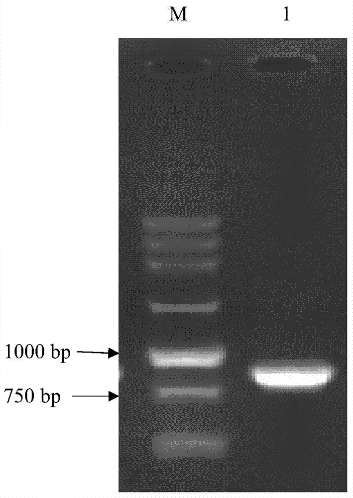 In-vitro expression method of pig Six1 protein and preparation method of polyclonal antibodies of pig Six1 protein