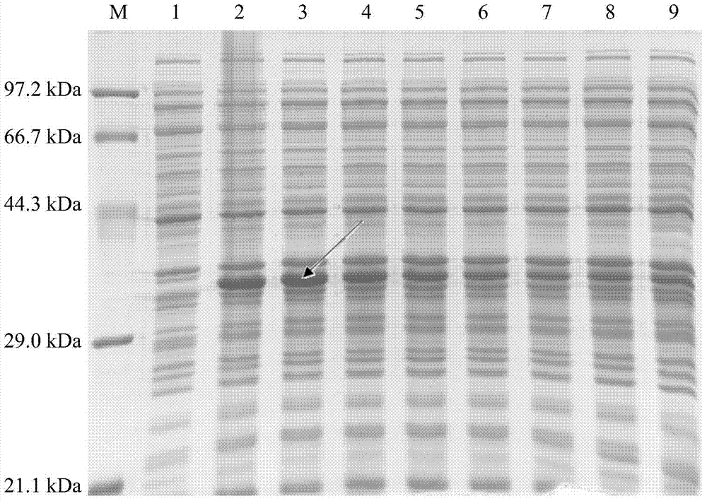 In-vitro expression method of pig Six1 protein and preparation method of polyclonal antibodies of pig Six1 protein