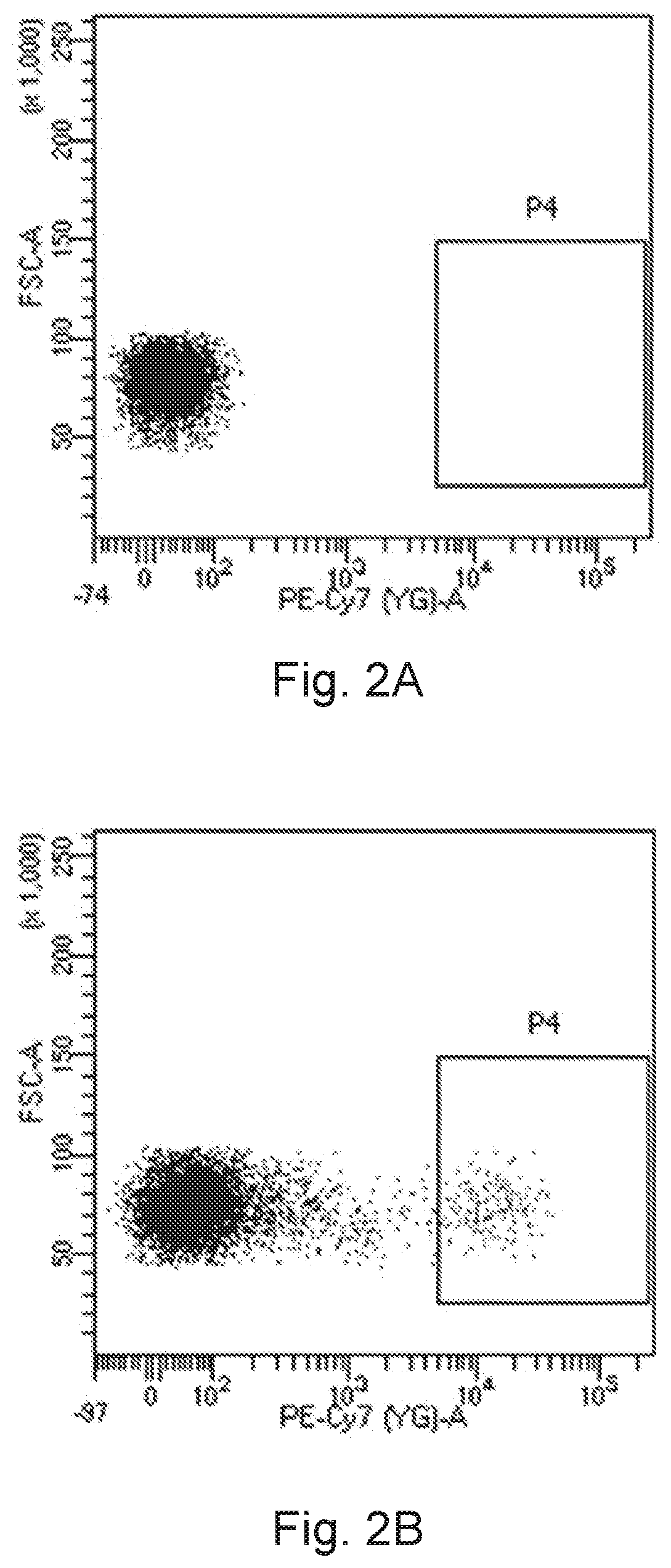 A novel cd16+ natural killer cell and a method of culturing cd16+ natural killer cell