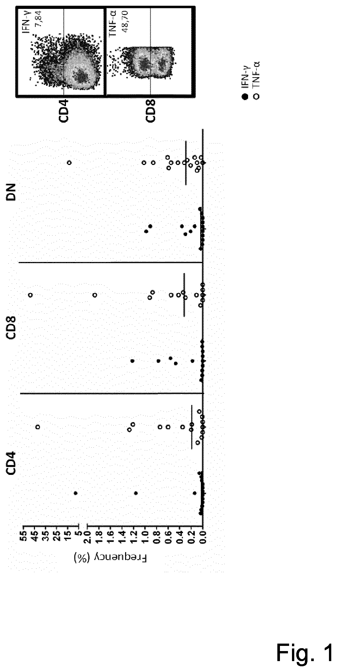 T-cell receptor sequences for active immunotherapy