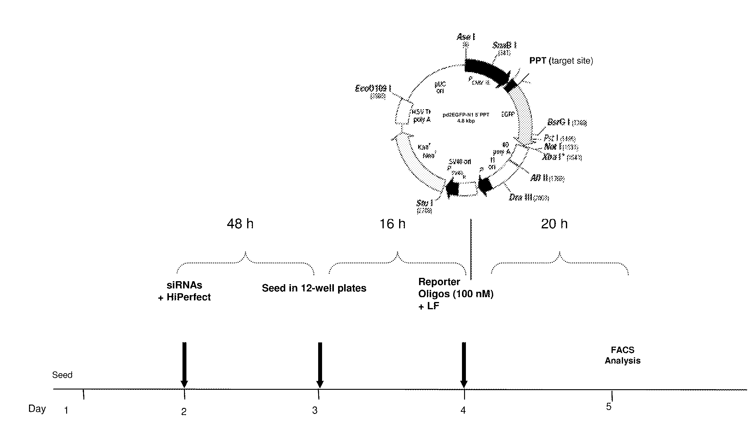 siDNA against Influenza Virus