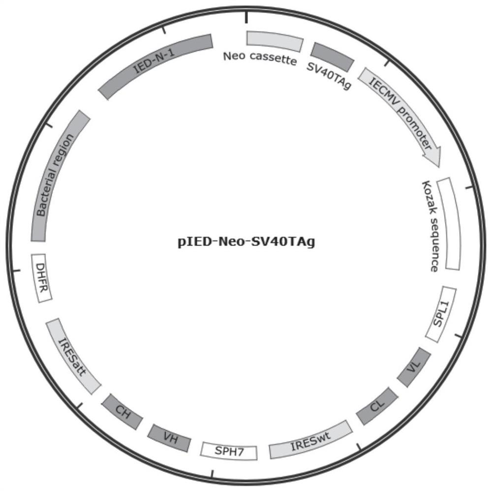 Immortalized pig bone marrow macrophage as well as construction method and application thereof