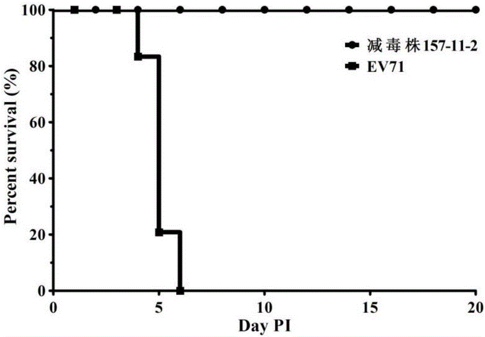 Human enterovirus strain and application thereof