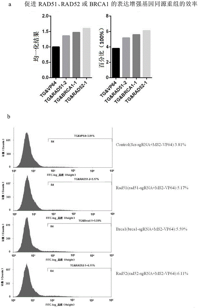 Method for gene point mutation restoration