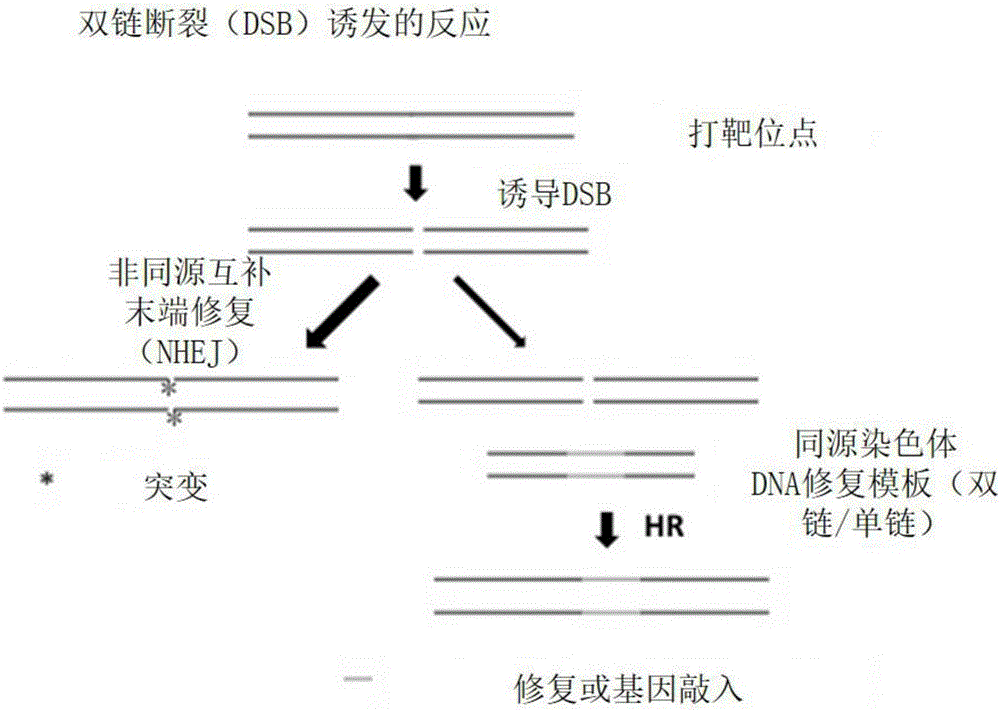 Method for gene point mutation restoration