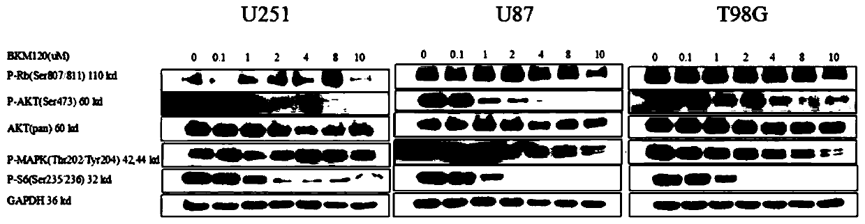 PI3K and MTH1 targeting drug composition and applications thereof