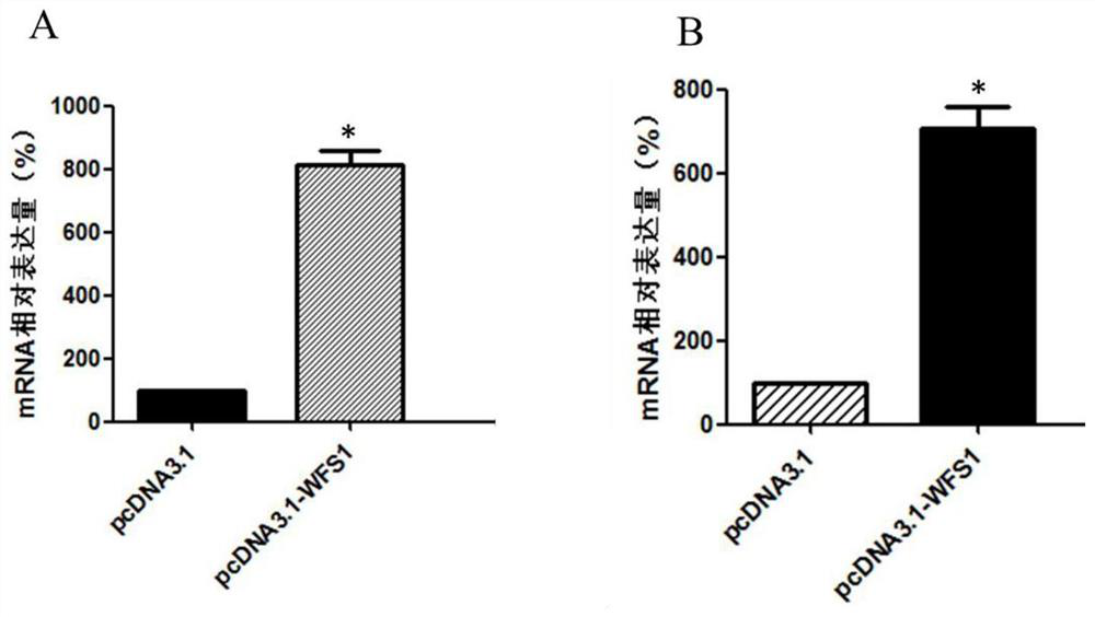 Wfs1 as a novel molecular marker