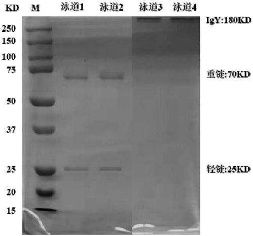 Anti-helicobacter pylori egg yolk antibody as well as preparation method and application thereof