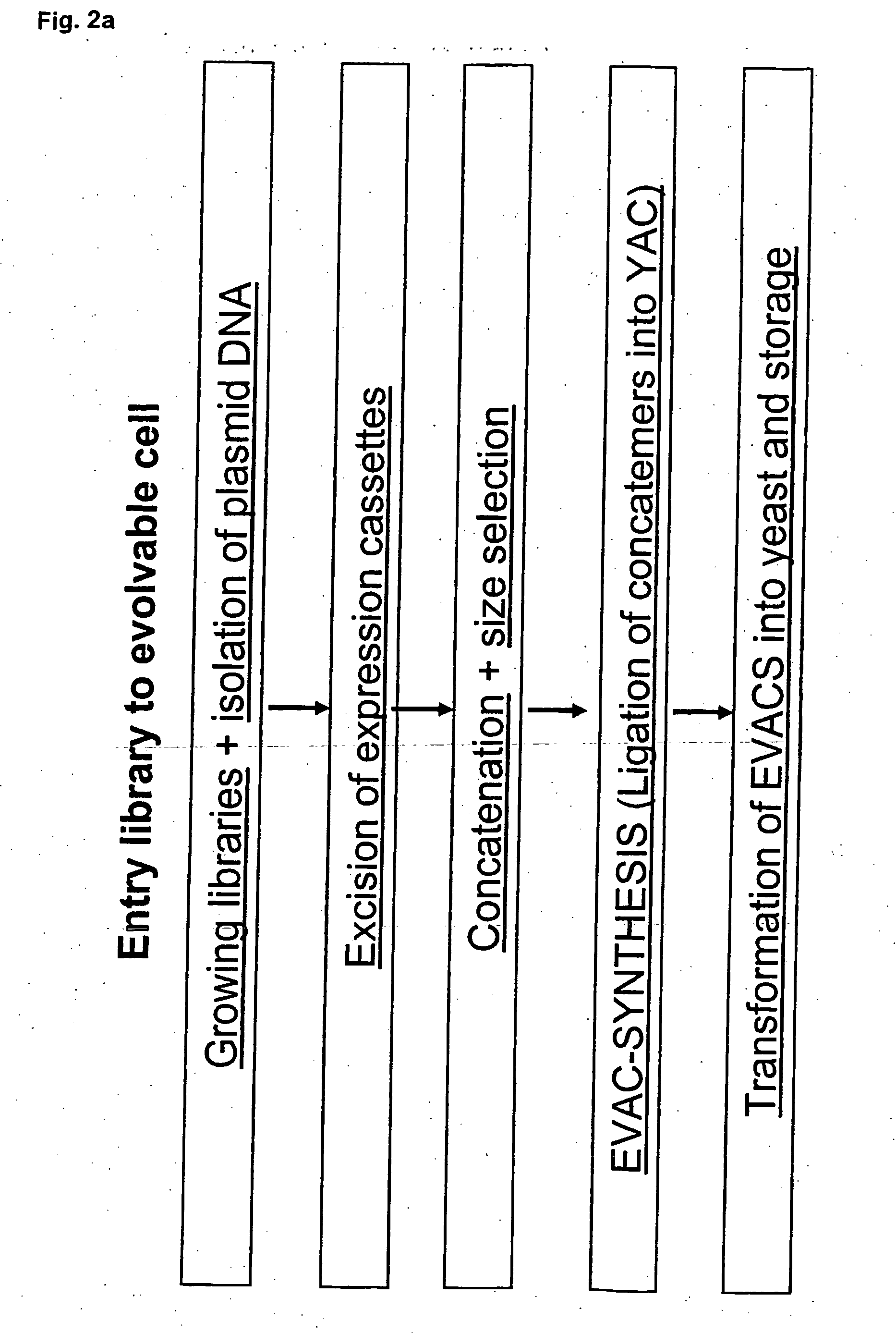 Method for evolving a cell having desired phenotype and evolved cells