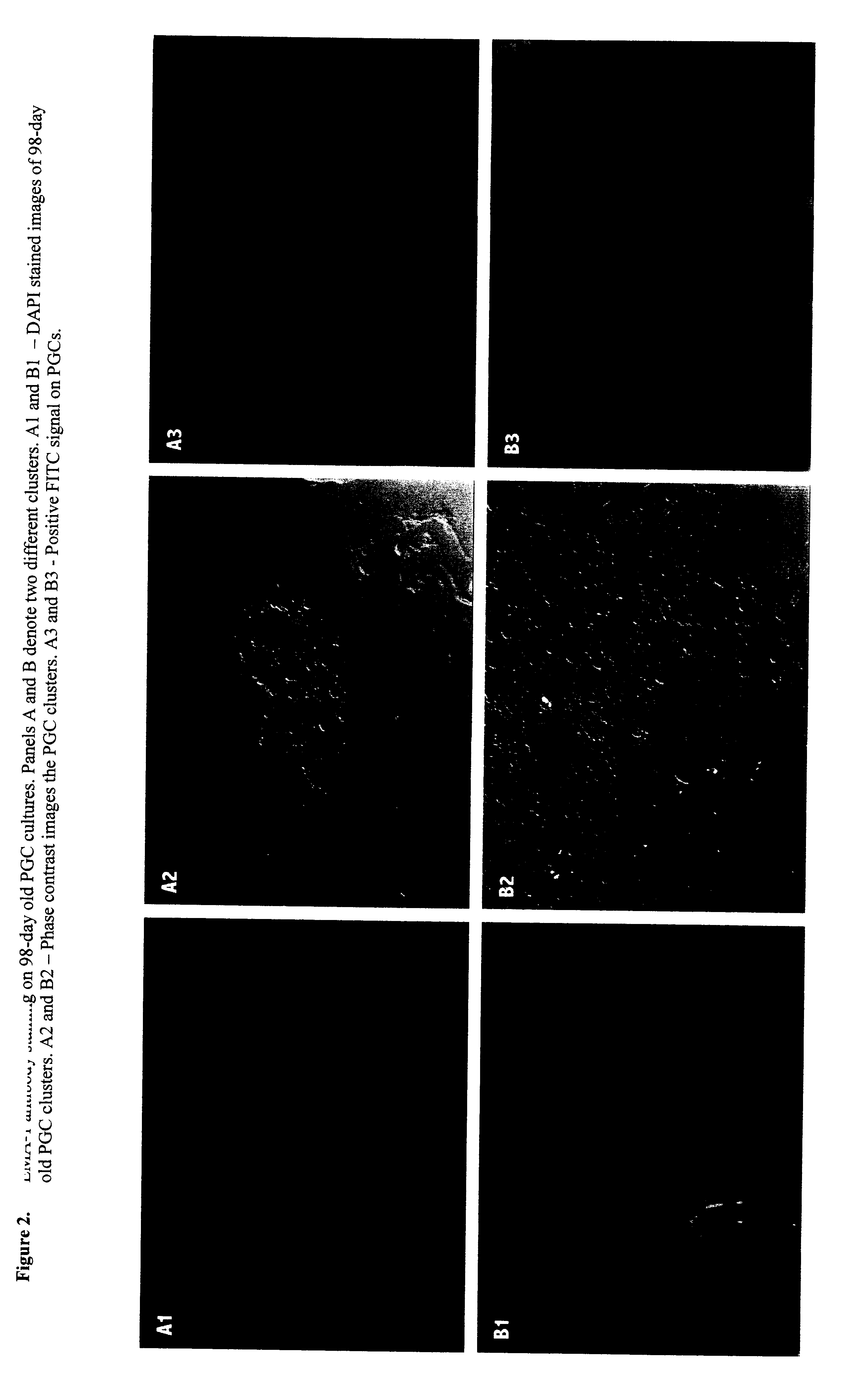 Production of avian embryonic germ (EG) cell lines by prolonged culturing of pgc's, use thereof for cloning and chimerization