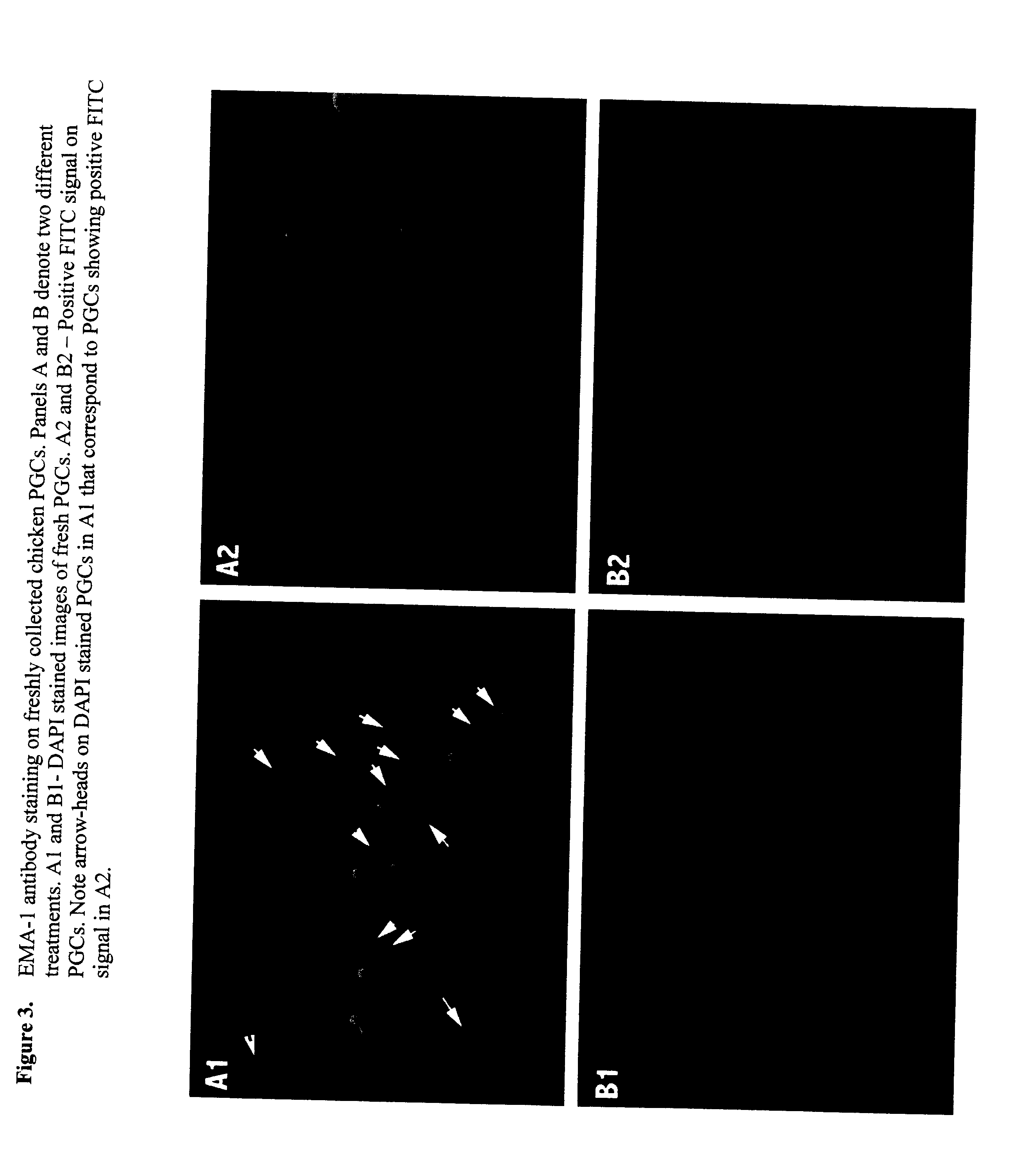 Production of avian embryonic germ (EG) cell lines by prolonged culturing of pgc's, use thereof for cloning and chimerization