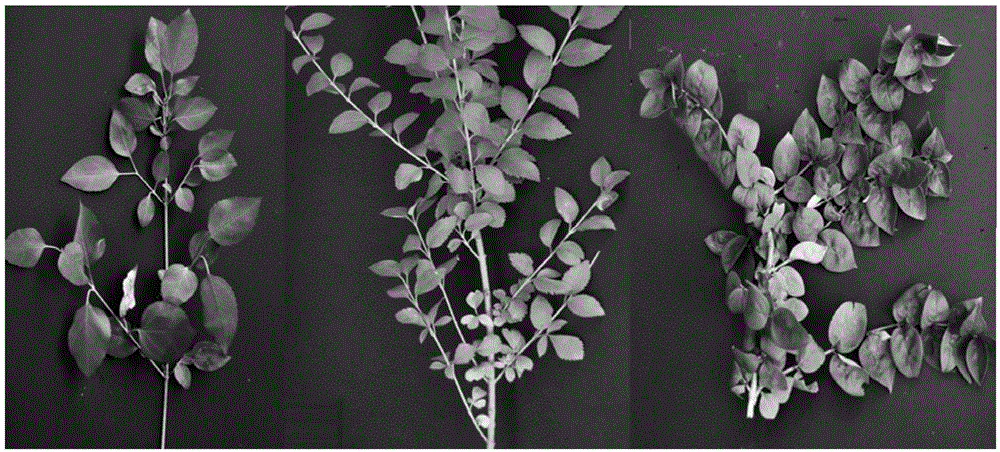 A method for obtaining intergeneric hybrids of Forsythia and Hexaphyllum