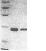 Epitope of spring viraemia of carp