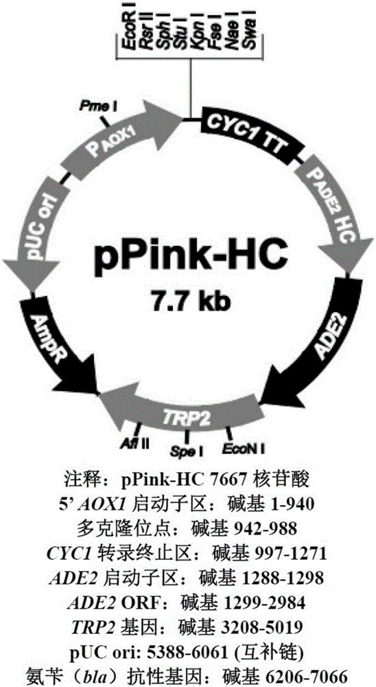 Fusion protein of human vascular endothelial growth factor and epidermal growth factor-like domain 7