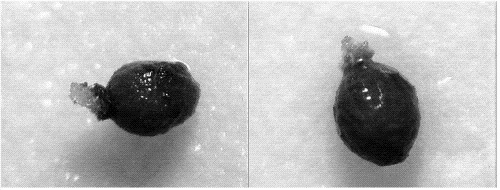 Method for promoting germination of cynomorium songaricum seed by sodium chloride and GR24