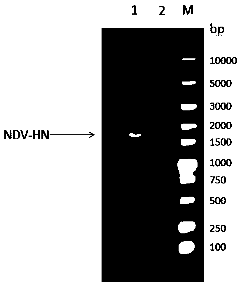 Novel genetically engineered subunit vaccine for newcastle disease virus