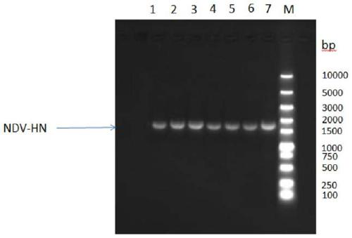 Novel genetically engineered subunit vaccine for newcastle disease virus