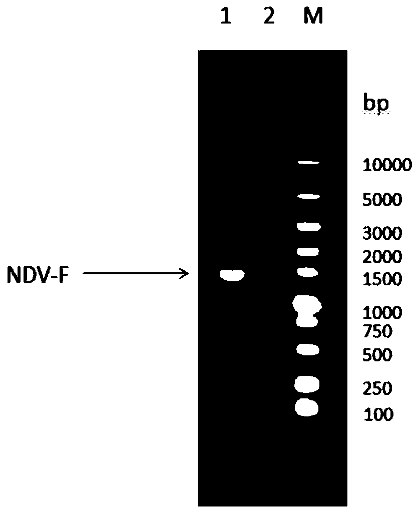 Novel genetically engineered subunit vaccine for newcastle disease virus