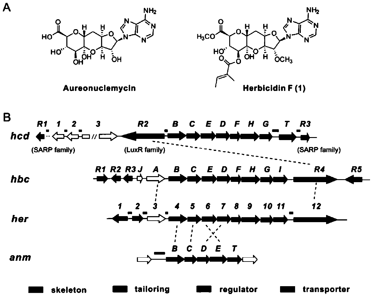 Herbicidin biosynthetic gene cluster and application thereof