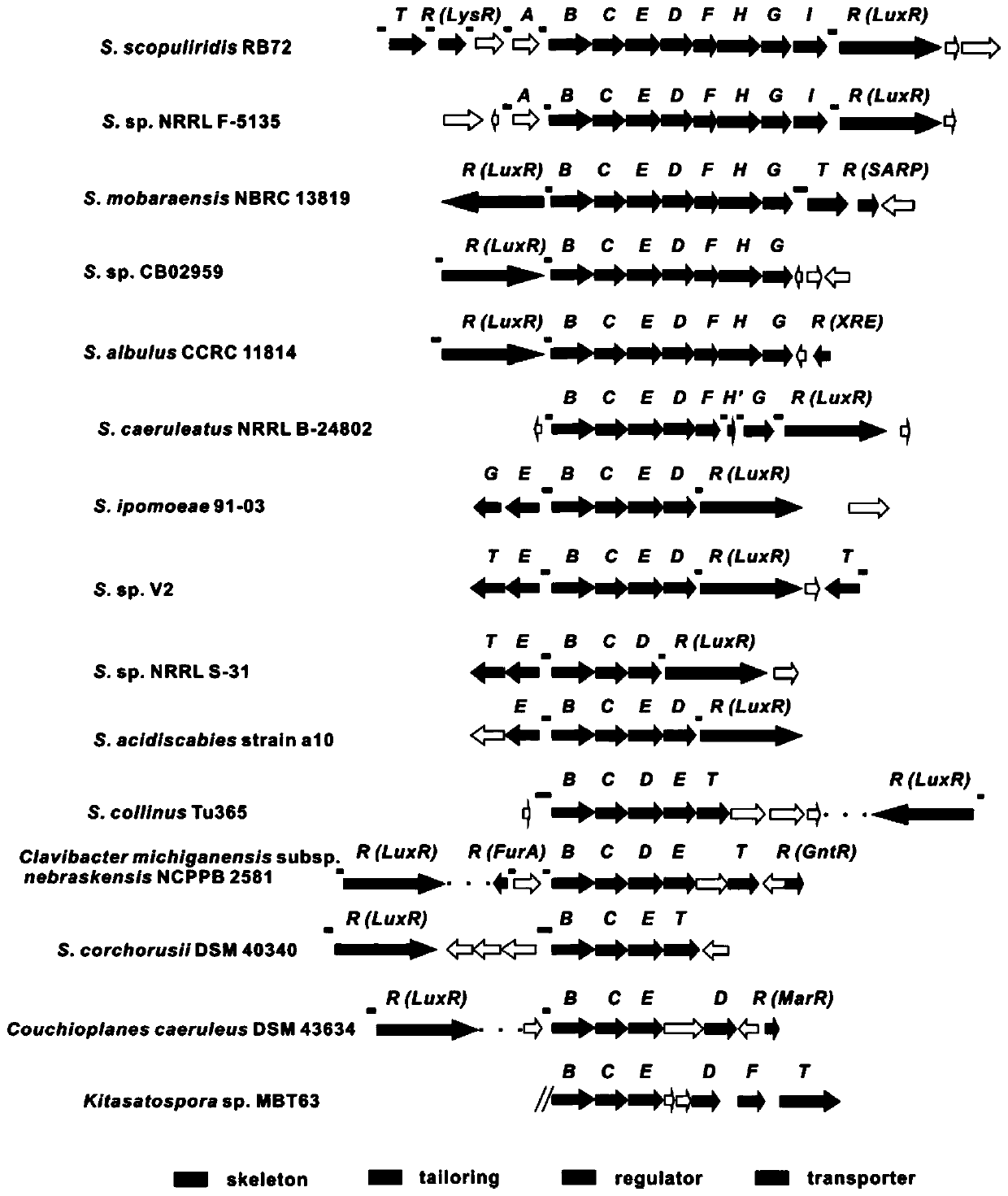 Herbicidin biosynthetic gene cluster and application thereof