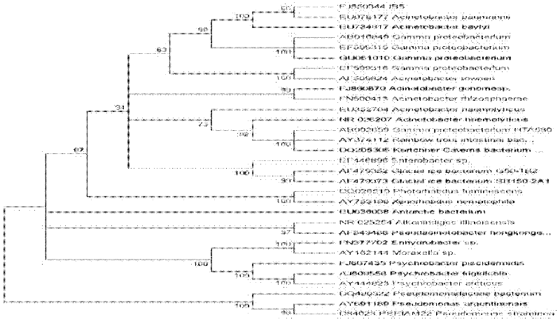 Acinetobacter baumannii capable of efficiently degrading imazamox