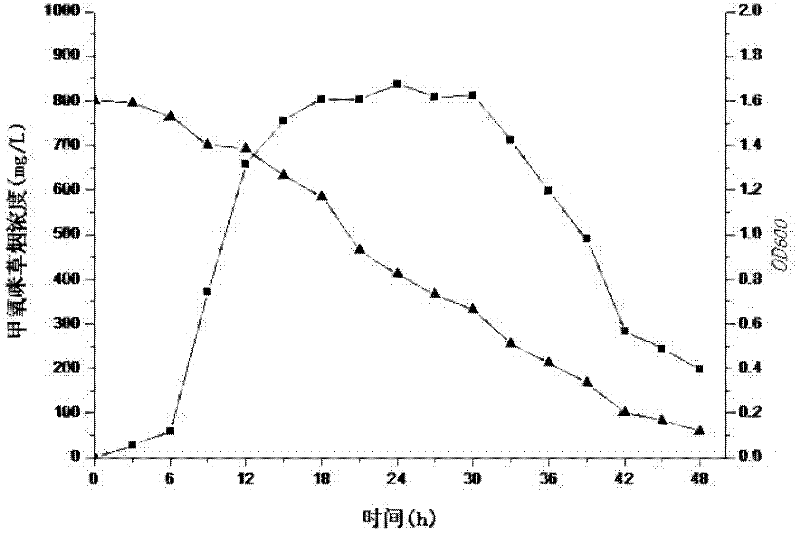 Acinetobacter baumannii capable of efficiently degrading imazamox