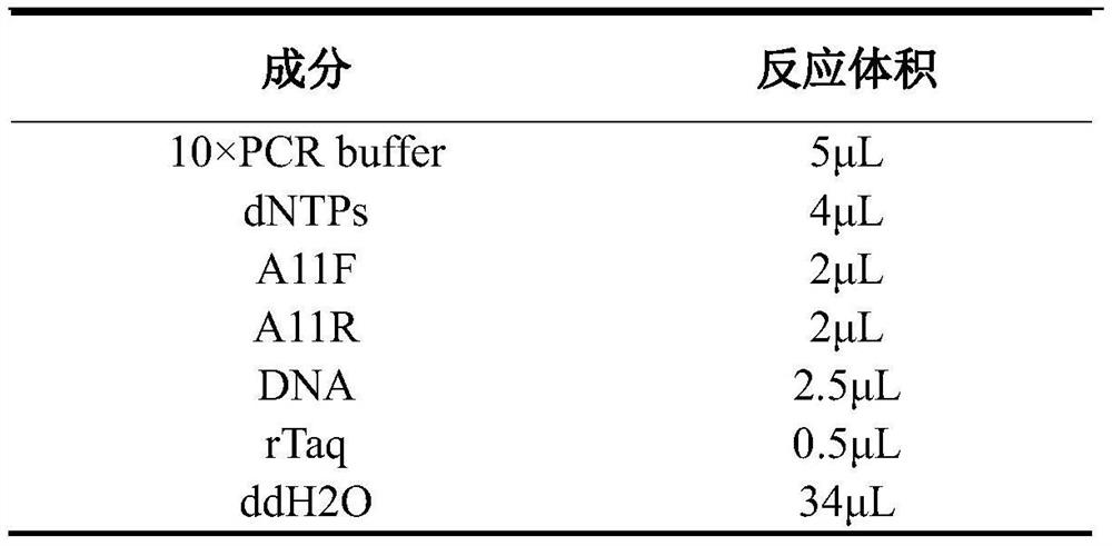 A kind of Bacillus colloid and its application in agricultural production