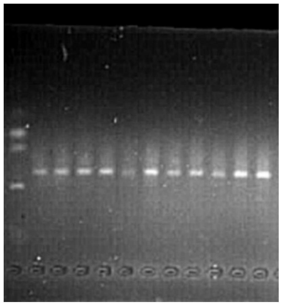 A kind of Bacillus colloid and its application in agricultural production