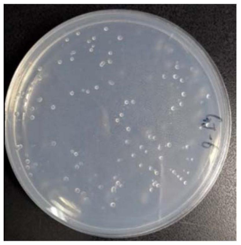 A kind of Bacillus colloid and its application in agricultural production