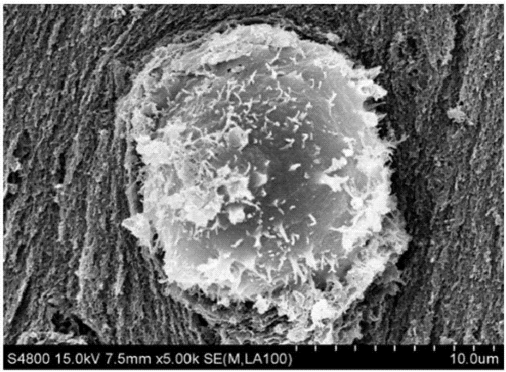 Cell-based biosensor used for detection of bacterial-colony signal molecules and preparation method and application of cell-based biosensor