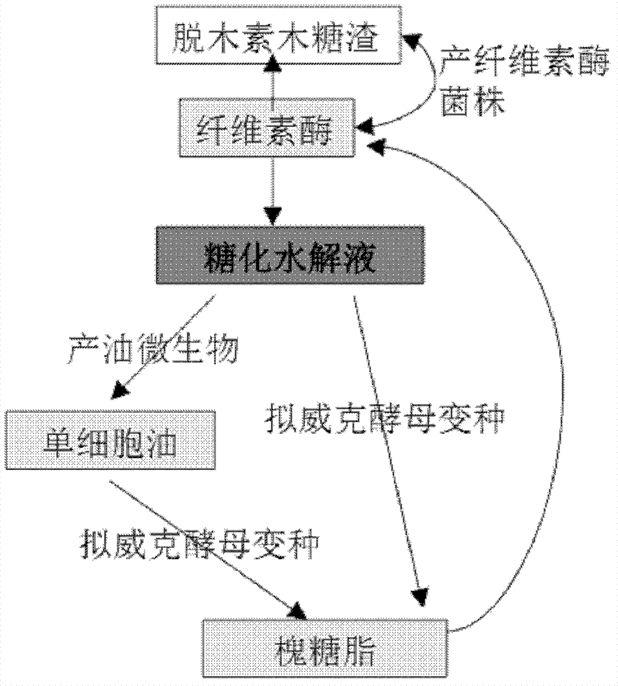 Method for producing sophorolipid through fermentation of lignocellulose material