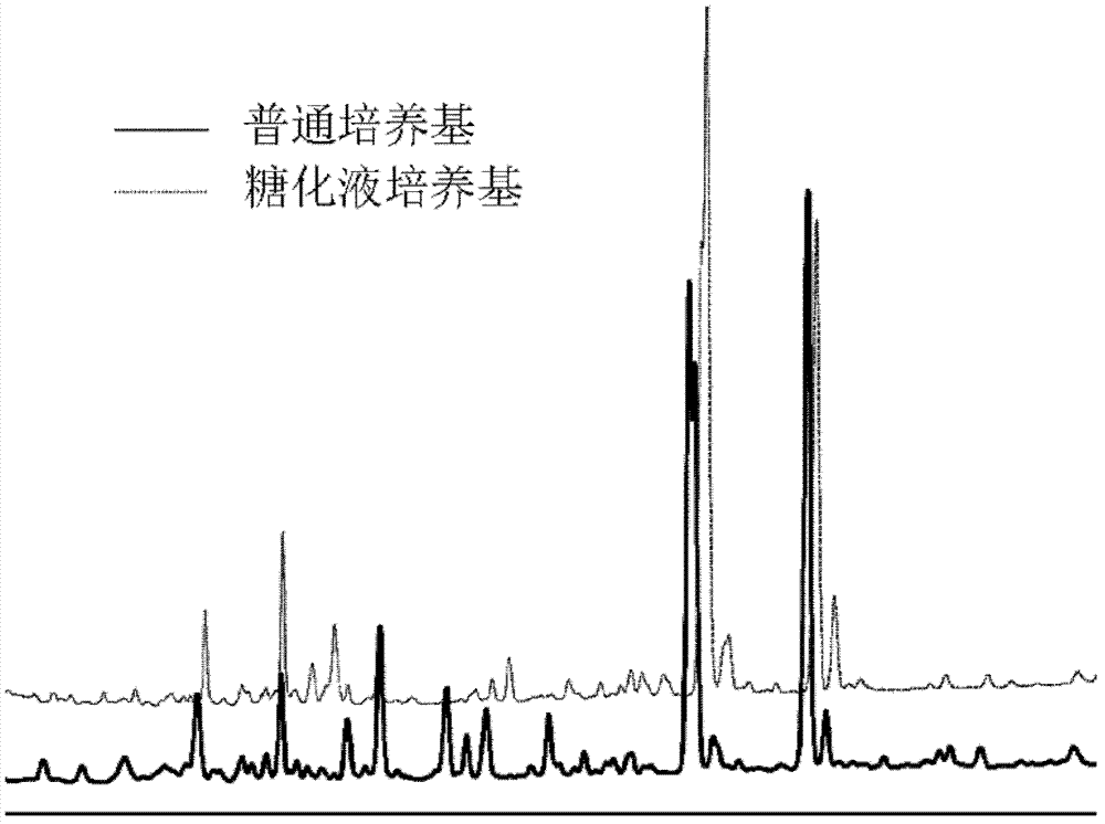 Method for producing sophorolipid through fermentation of lignocellulose material