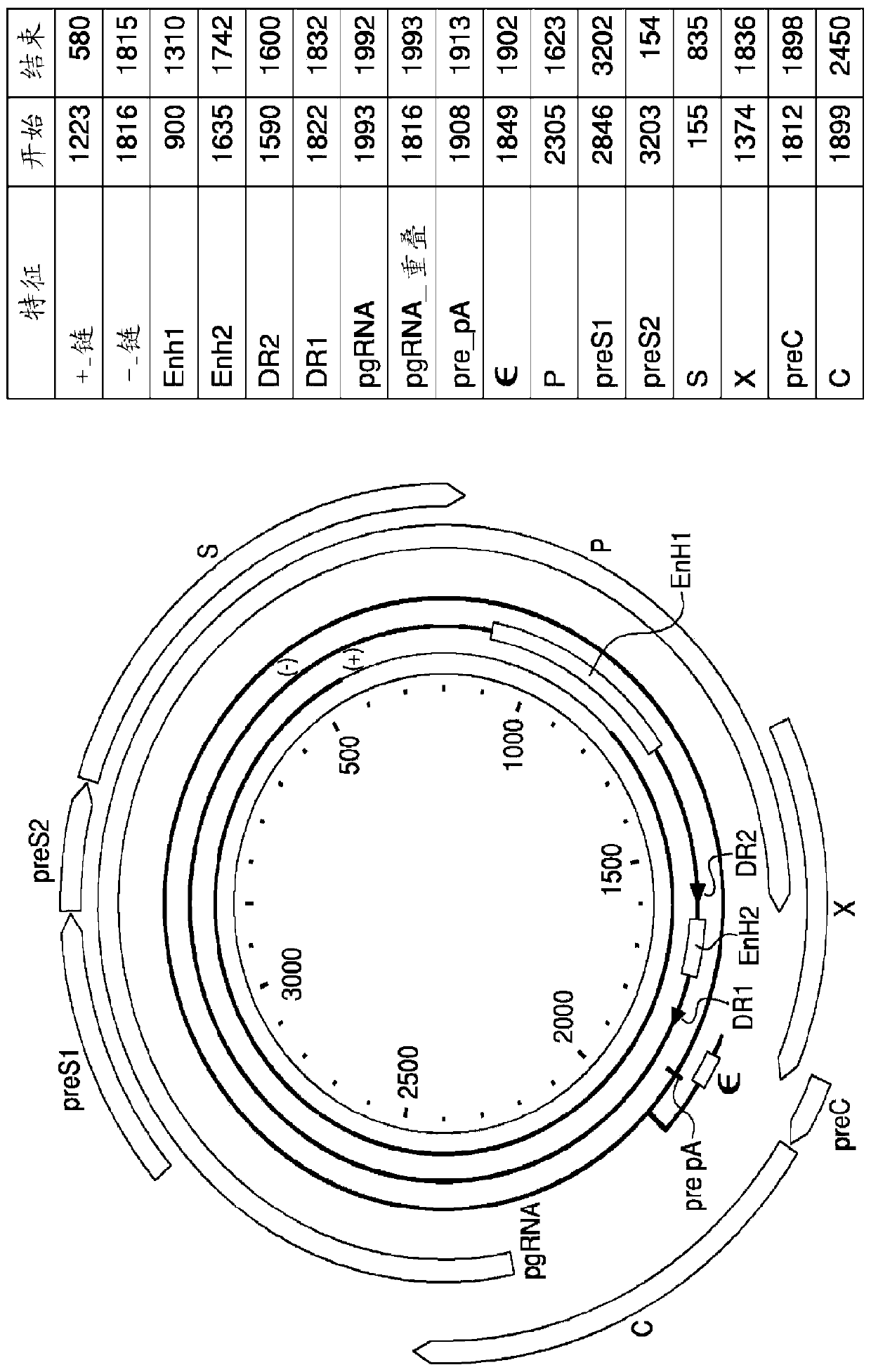 Oligonucleotide targeting strategy for hbv cccdna