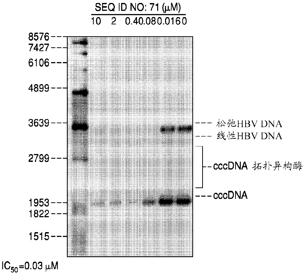 Oligonucleotide targeting strategy for hbv cccdna