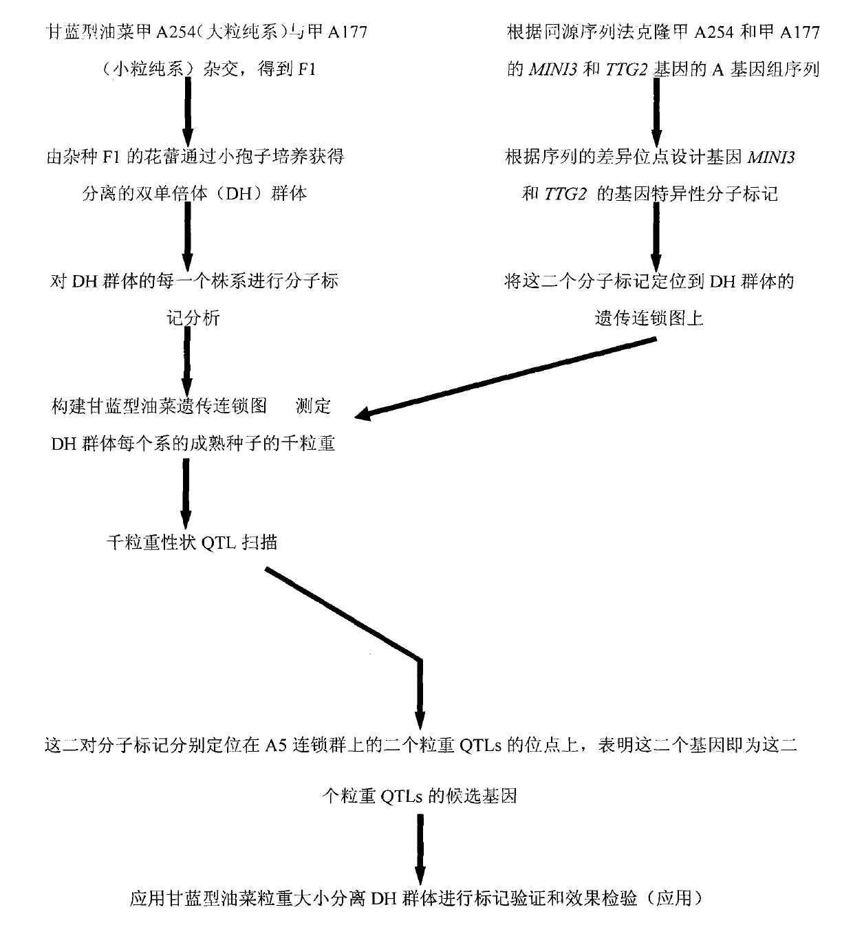 Specific molecular markers of related genes of brassica napus grain weight and application thereof