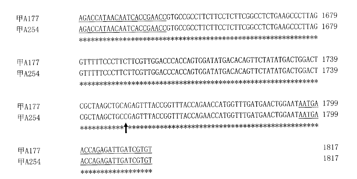 Specific molecular markers of related genes of brassica napus grain weight and application thereof