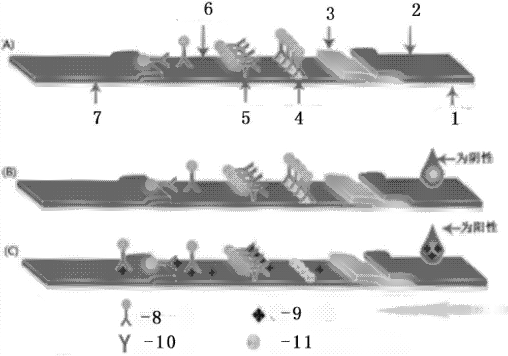 Quantum dot immunochromatographic test strip for detecting nitrofurantoin metabolite, preparation method and application thereof