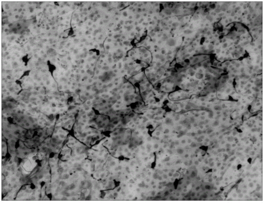 Mixed cultivation method of keratinocyte and melanocyte and application