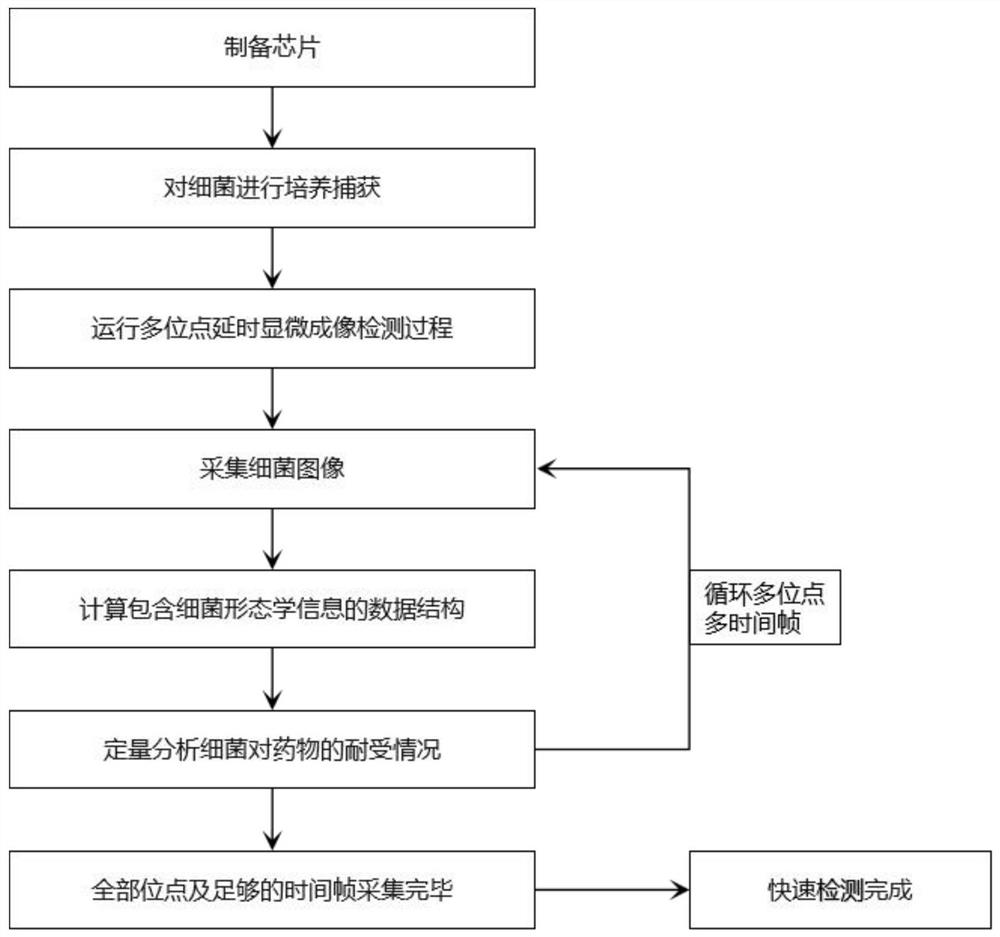 Rapid detection system and method