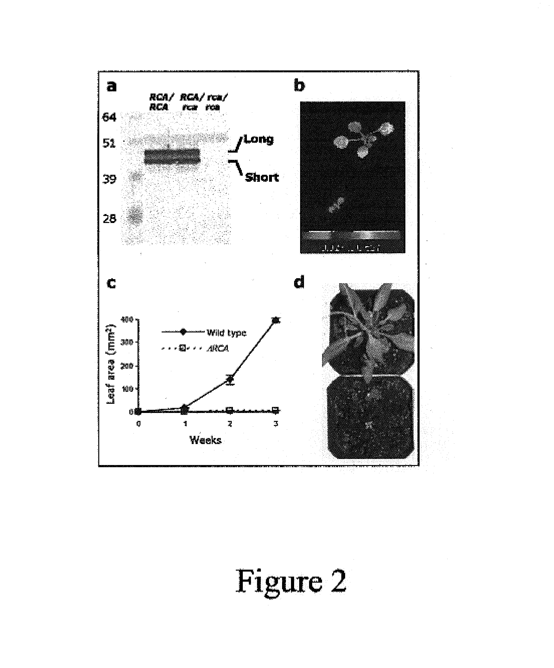 Rubisco Activase with increased thermostability and methods of use thereof