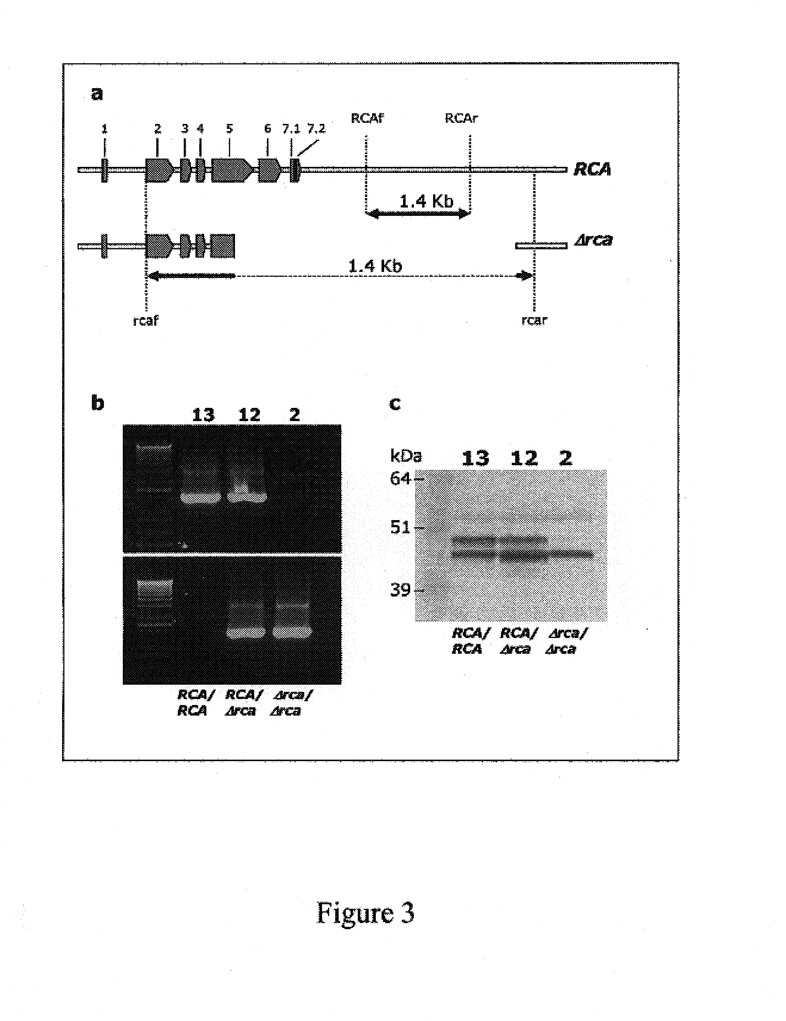 Rubisco Activase with increased thermostability and methods of use thereof