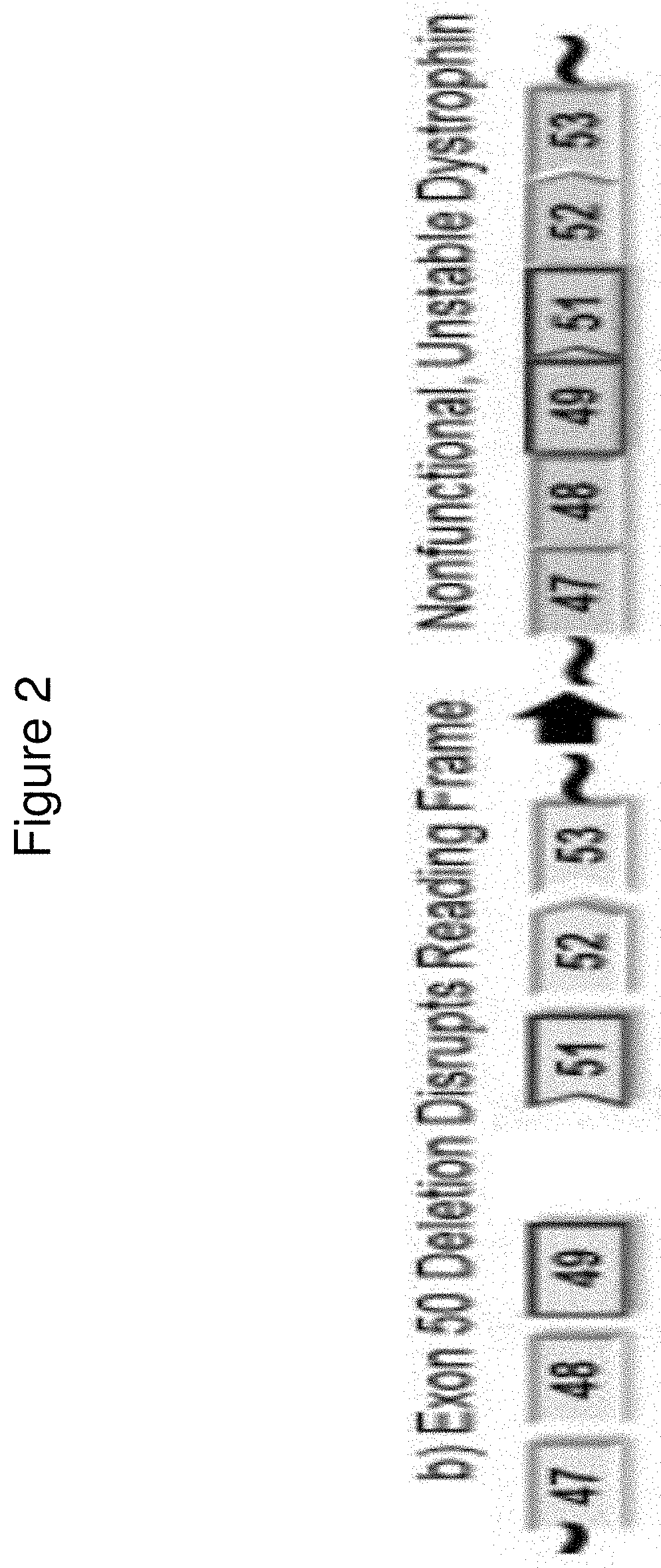 Exon skipping oligomer conjugates for muscular dystrophy