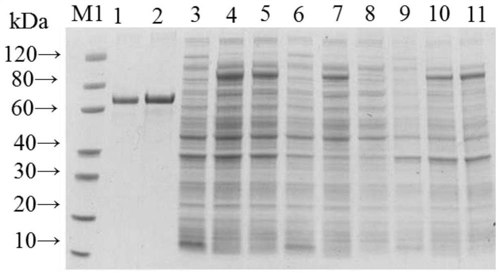 A Recombinant Fusion Protein of Avirulent Tetanus Toxin and Clostridium novyi Alpha Toxin