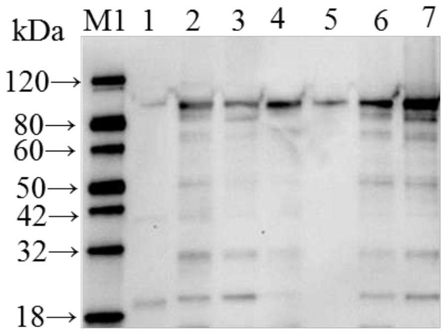 A Recombinant Fusion Protein of Avirulent Tetanus Toxin and Clostridium novyi Alpha Toxin