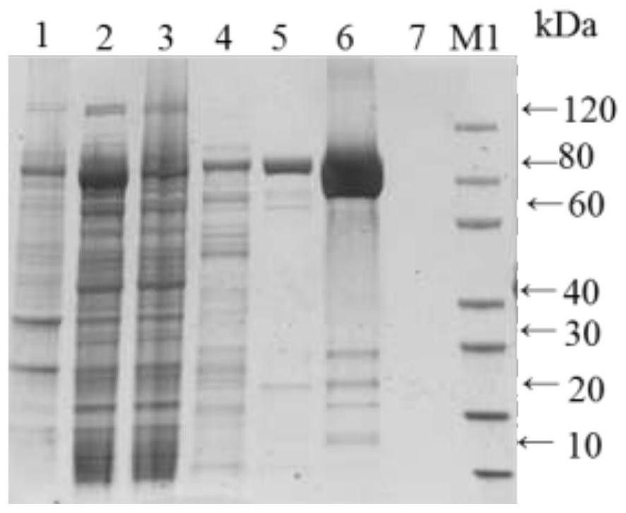 A Recombinant Fusion Protein of Avirulent Tetanus Toxin and Clostridium novyi Alpha Toxin