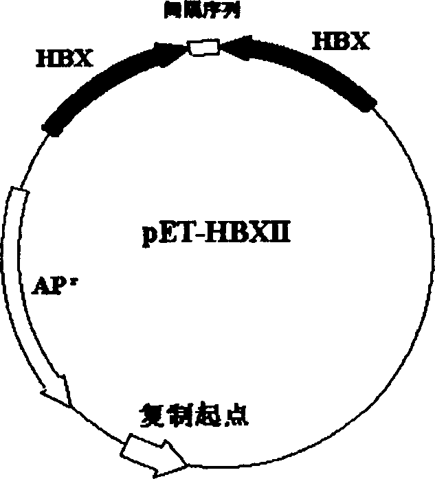 A double-stranded DNA molecule and its use in preparing medicine for inhibiting hepatitis B virus replication