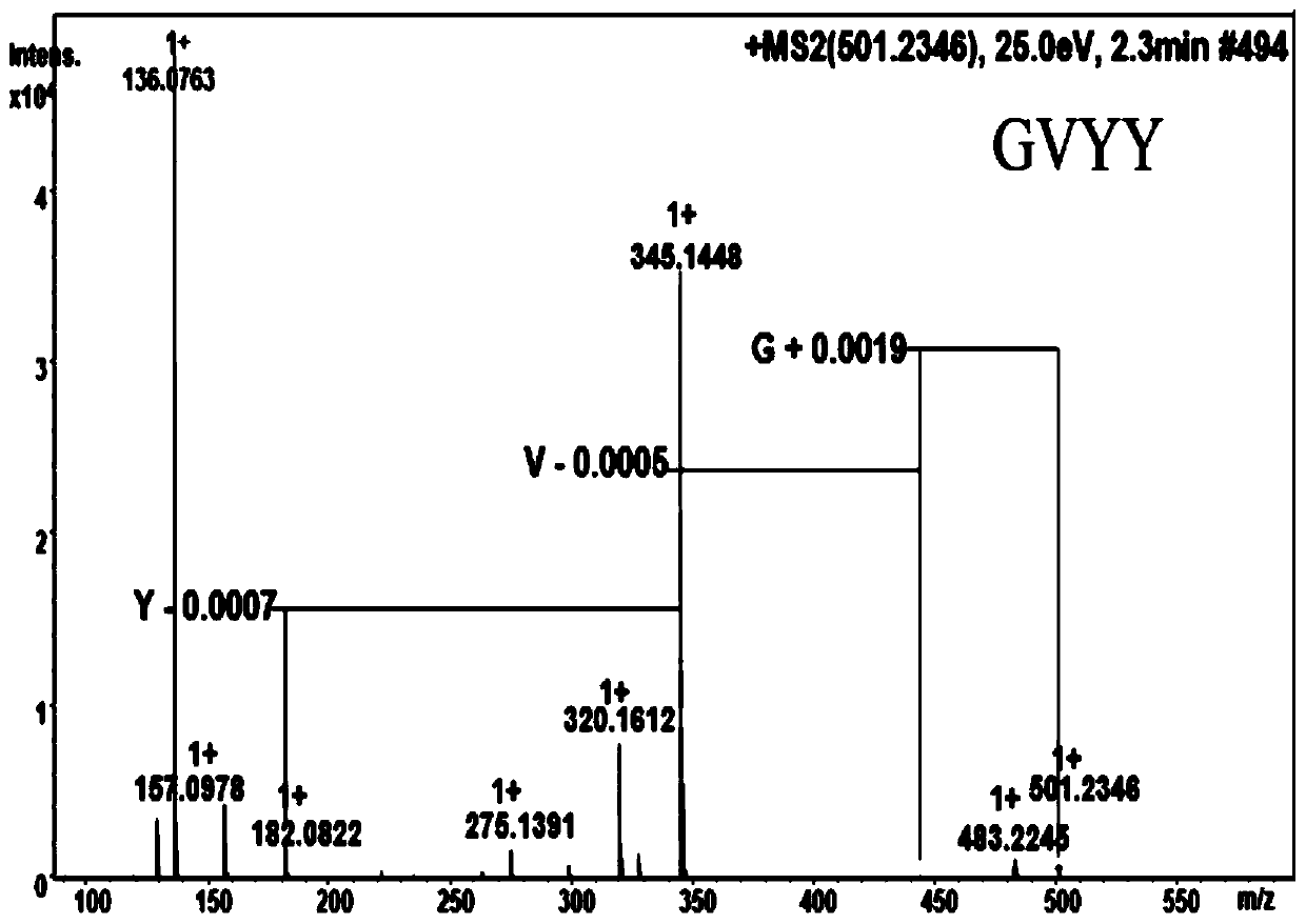 Anti-inflammatory tetrapeptide, extraction and separation method therefor and application of anti-inflammatory tetrapeptide in preparation of drugs for improving memory